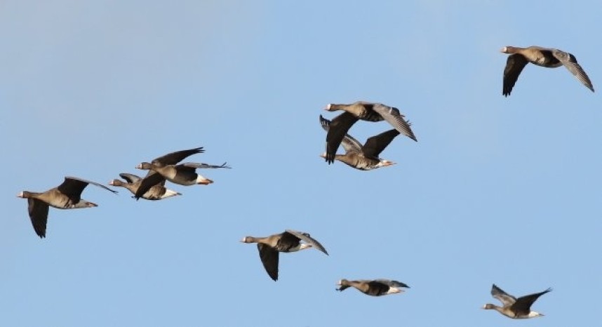  White-fronted Geese arriving at Spurn East Yorkshire © Spurn Bird Observatory Trust