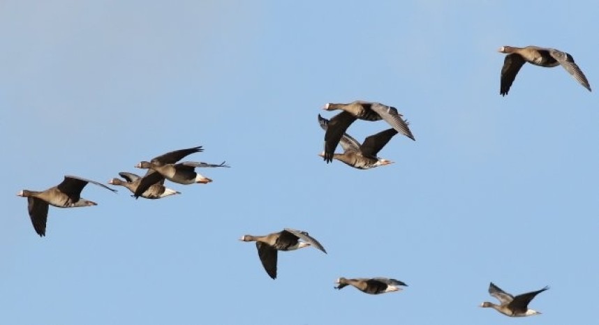 White-fronted Geese arriving at Spurn East Yorkshire © Spurn Bird Observatory Trust