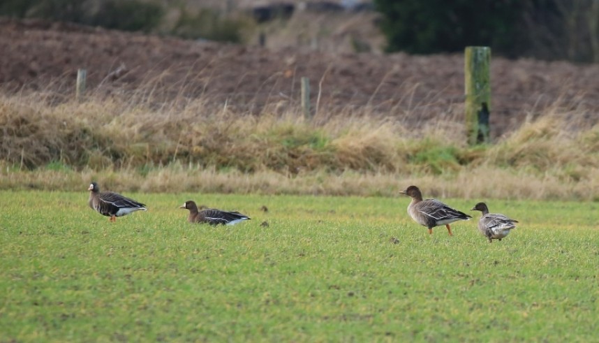 Tundra Bean Goose, Pink-footed Geese & White-fronted Geese Cayton Carrs North Yorkshire © Richard Baines