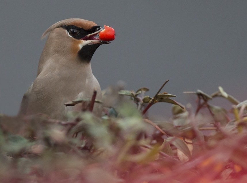 Waxwing Scarborough North Yorkshire © Steve Race
