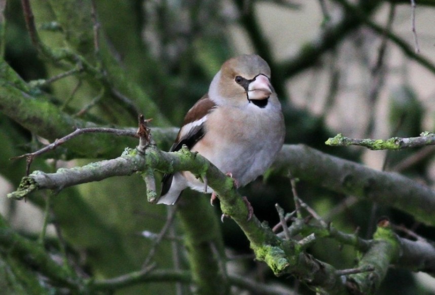 Hawfinch Brompton Church Yard North Yorkshire © Richard Willison