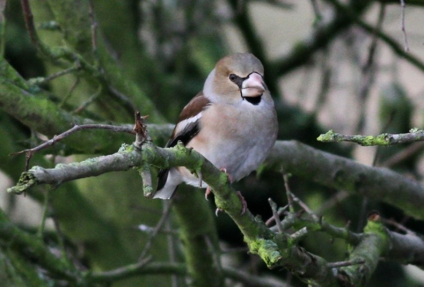  Hawfinch Brompton Church Yard North Yorkshire © Richard Willison 