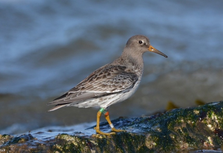Purple Sandpiper from Spitsbergen at Redcar © Damian Money