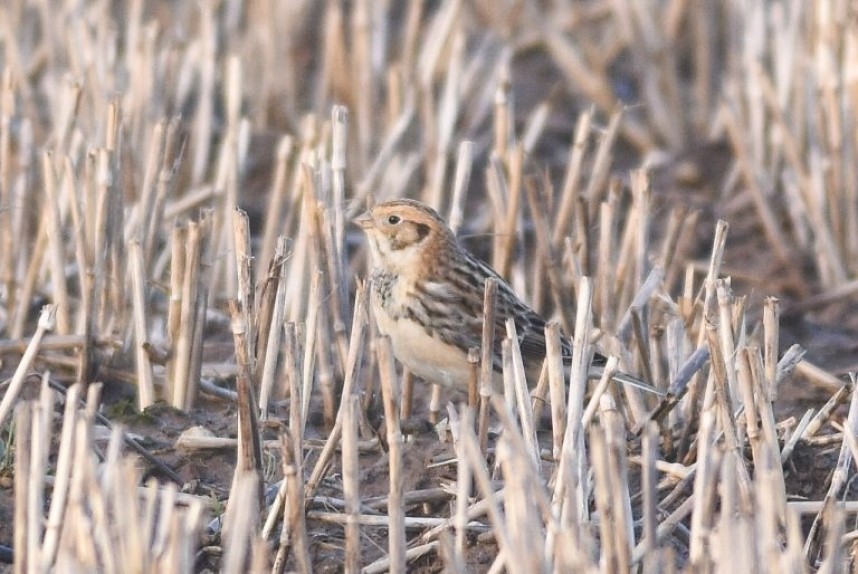 Lapland Bunting at Flamborough © Andy Hood