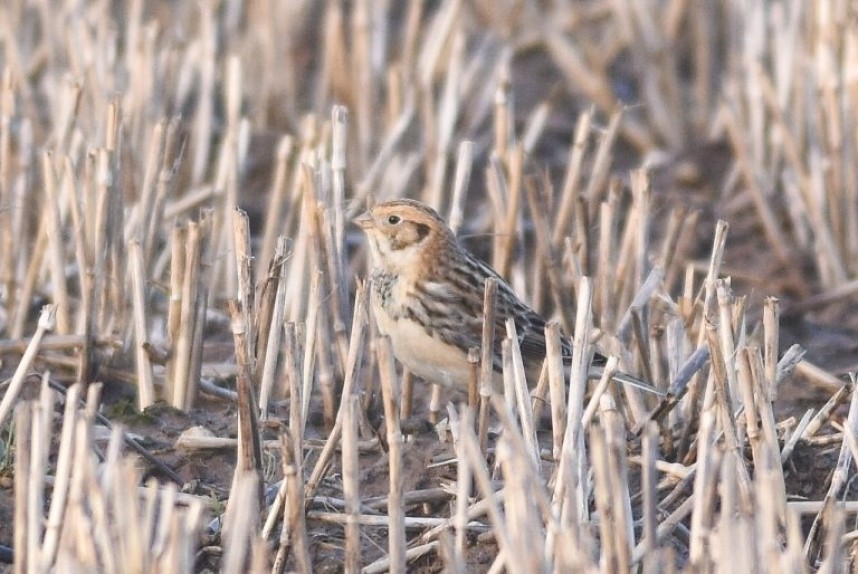  Lapland Bunting at Flamborough © Andy Hood