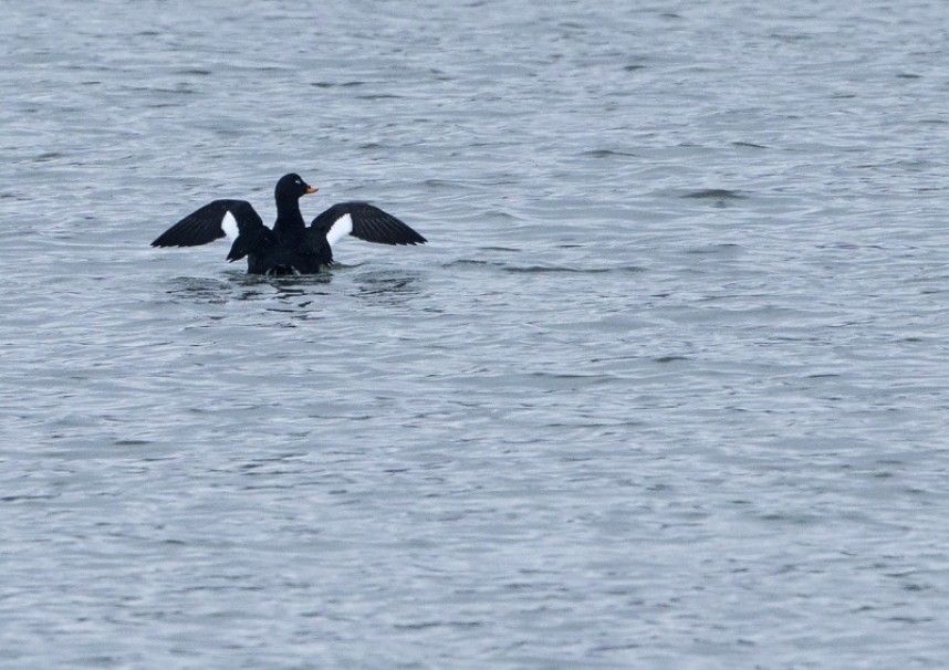 Velvet Scoter Scarborough © Steve Race