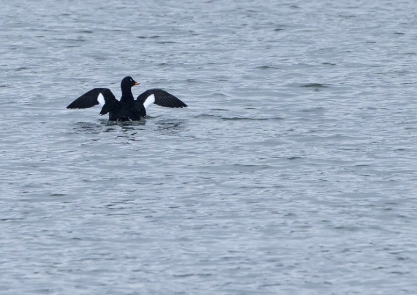  Velvet Scoter Scarborough © Steve Race