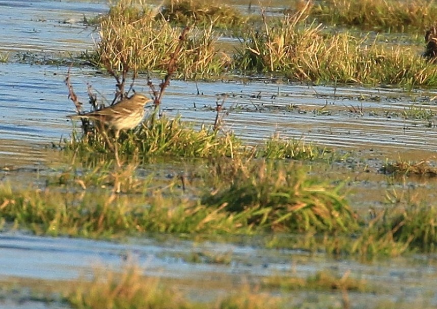 Water Pipit Filey East Lea © Dan Lombard