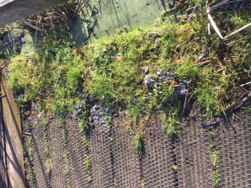 Otter Spraint at Filey Dams © Dan Lombard