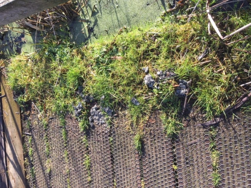  Otter Spraint at Filey Dams © Dan Lombard 