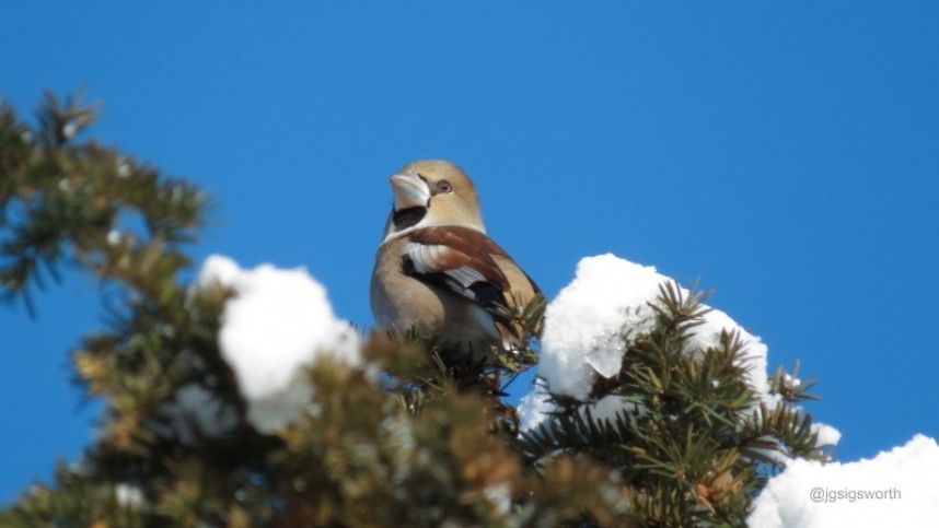 Hawfinch Thornton-le-Dale Graham Sigsworth