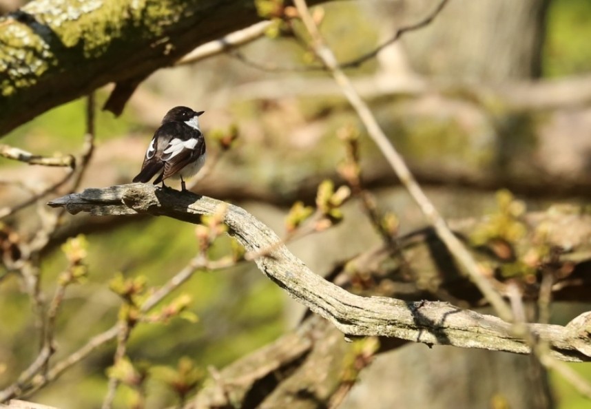  Male Pied Flycatcher Hawnby North York Moors NP © Richard Baines