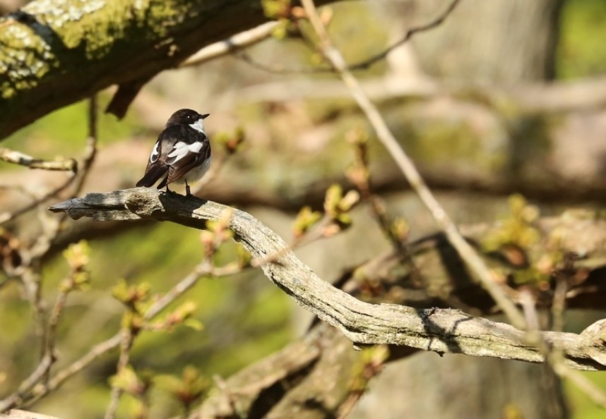 Male Pied Flycatcher Hawnby North York Moors NP © Richard Baines