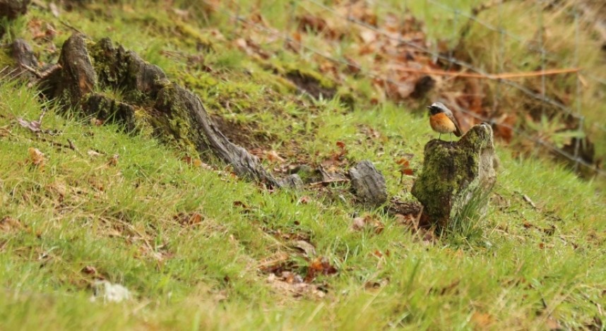 Male Redstart Bridestones North York Moors NP © Richard Baines