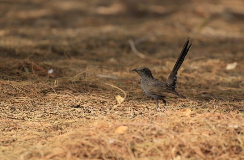  Black Bush Robin © Richard Baines 