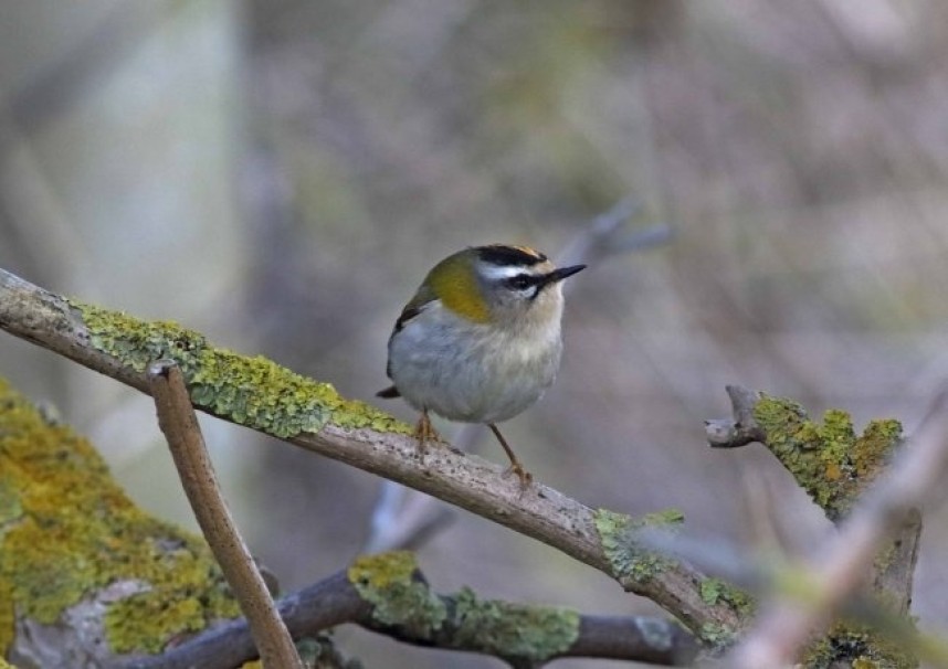 Firecrest at Spurn © John Hewitt