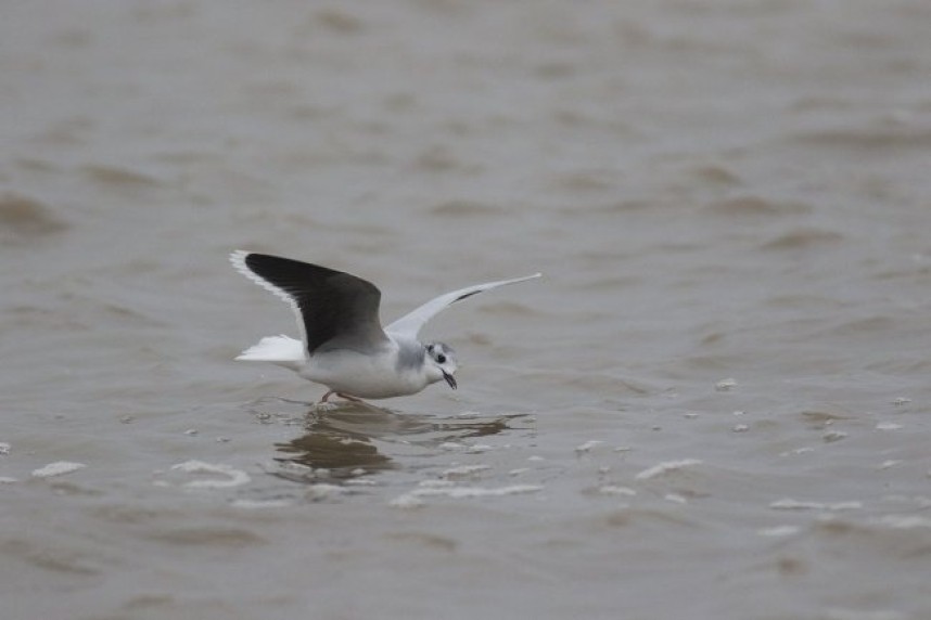 Little Gull at Spurn © Tim Jones