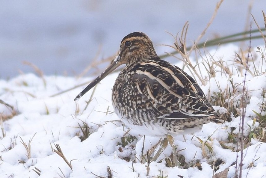 Common Snipe at Thornwick Pools Flamborough © Andy Hood