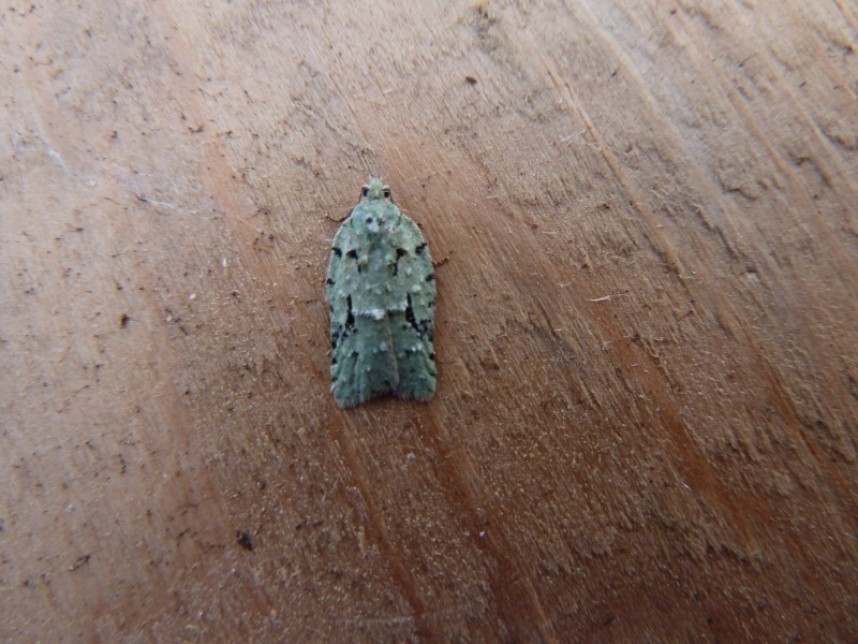 Acleris literana Scarborough © Allan Rodda
