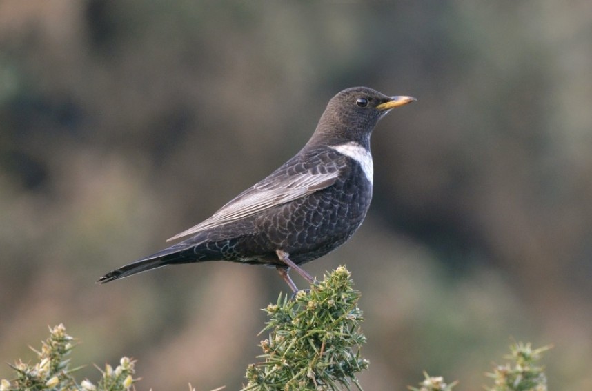  Ring Ouzel  North Yorkshire © Damian Money