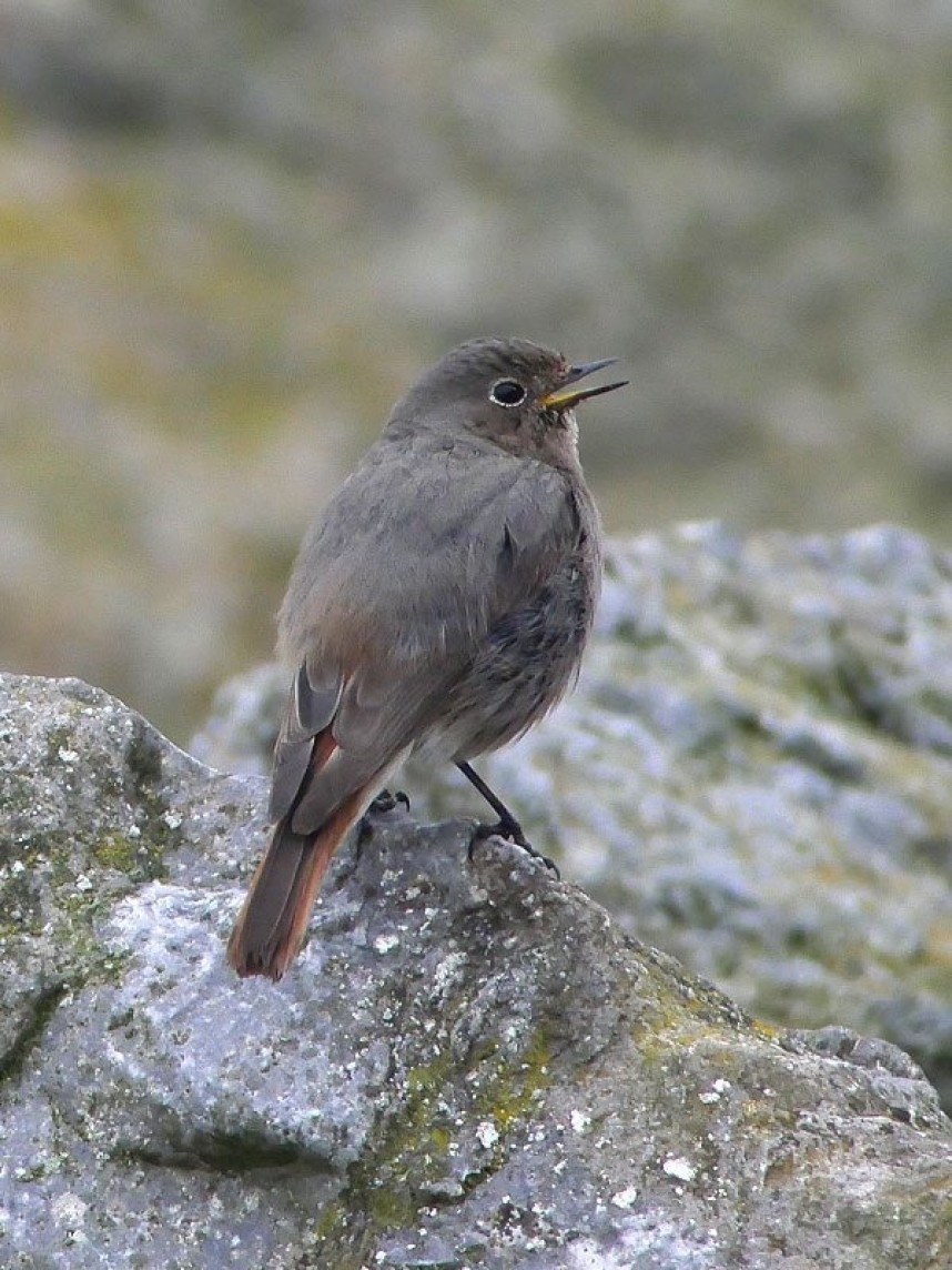 Black Redstart singing at Skinningrove © Ian Boustead (majority of second yr males cannot be separated from females in spring)