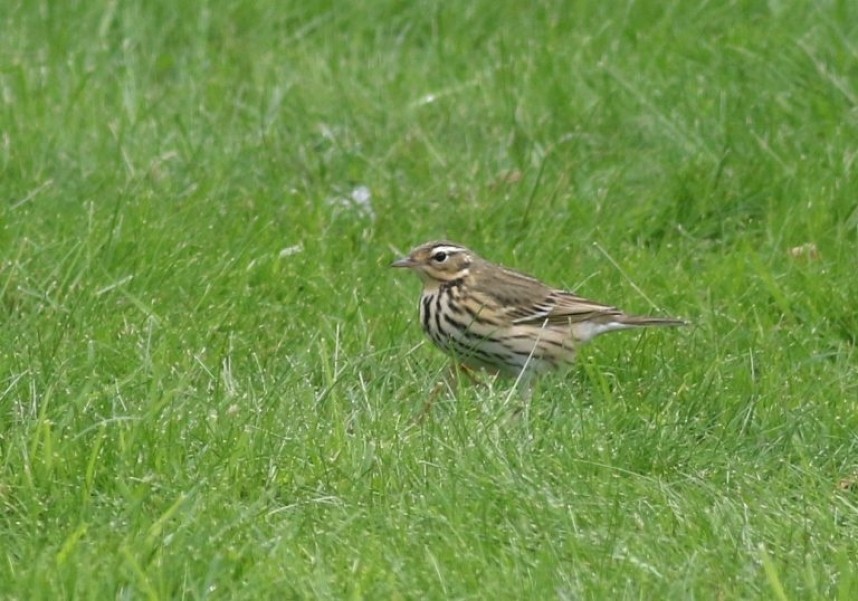  Olive-backed Pipit at Flamborough © Craig Thomas 