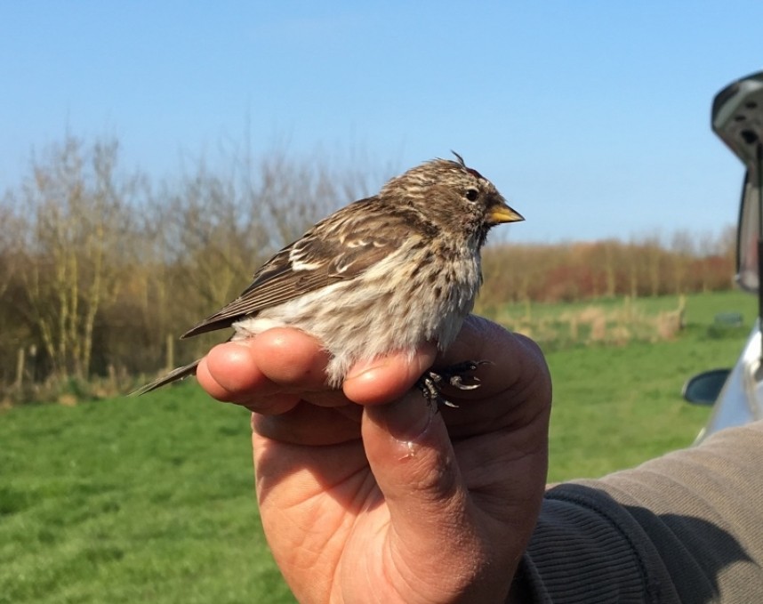 Common/Mealy Redpoll Filey © Richard Baines