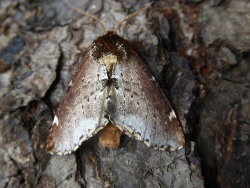 Scarce Prominent © Allan Rodda