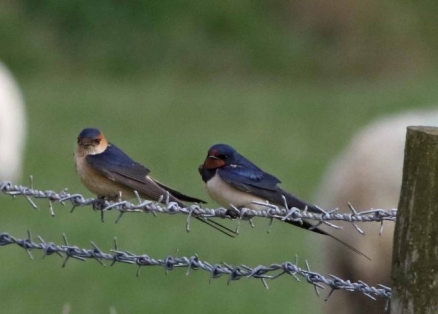 Red-rumped and Barn Swallow at Spurn © John Hewitt