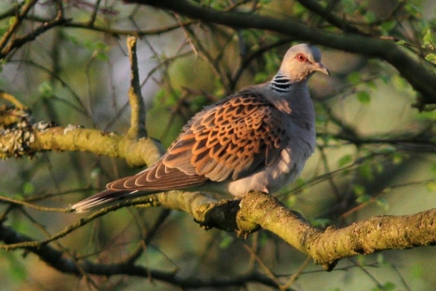  Turtle Dove at Sutton Bank May 2018 © Richard Willison