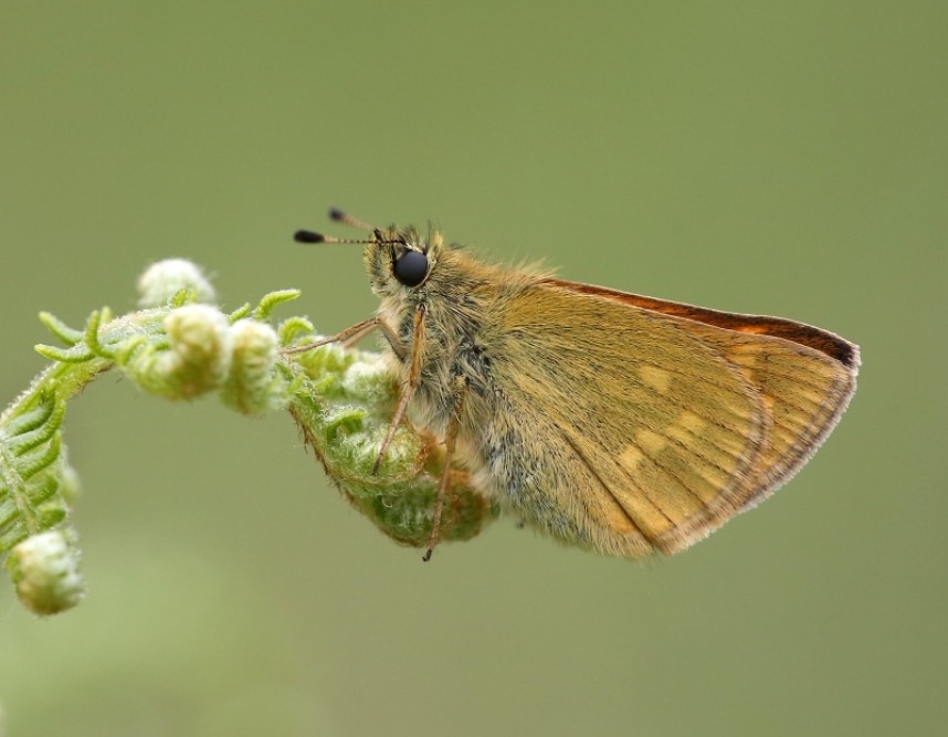 Large Skipper (male) © Dan Lombard