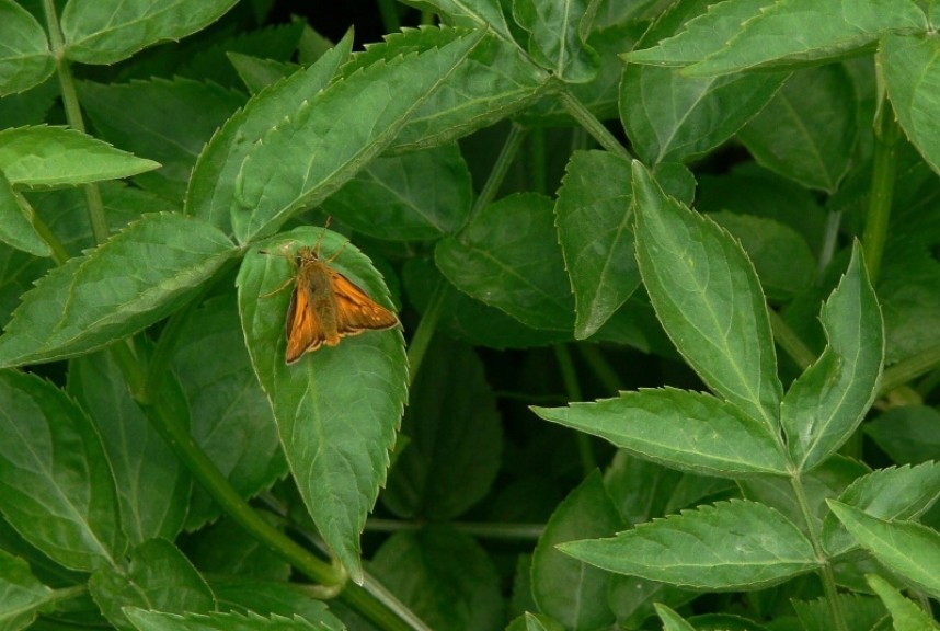 Large Skipper (male) © Richard Baines