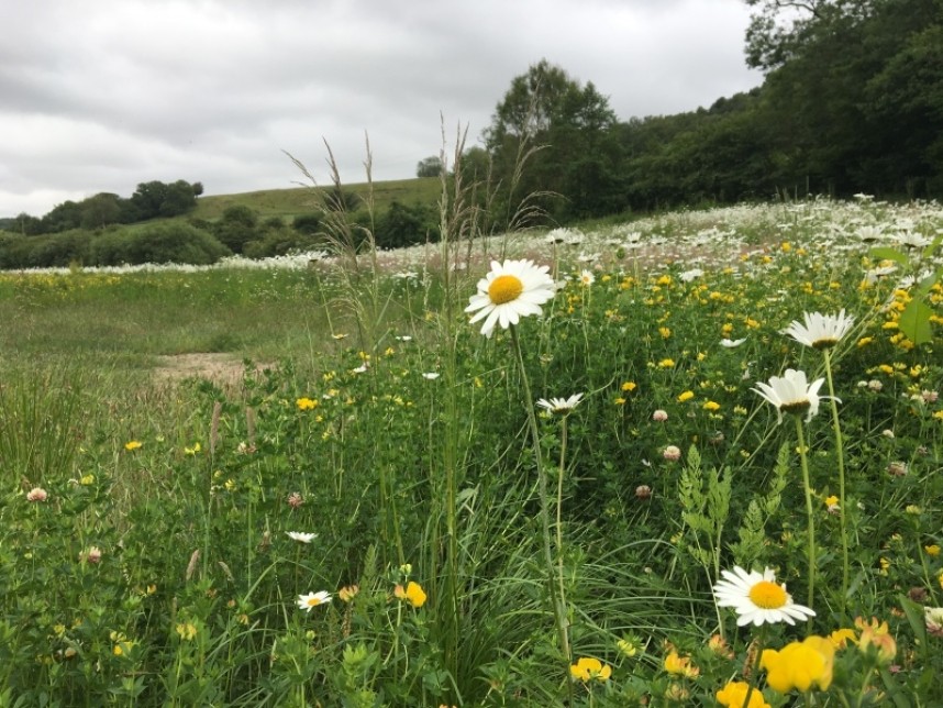 Flower meadow with Ox-eye Daisy © Richard Baines