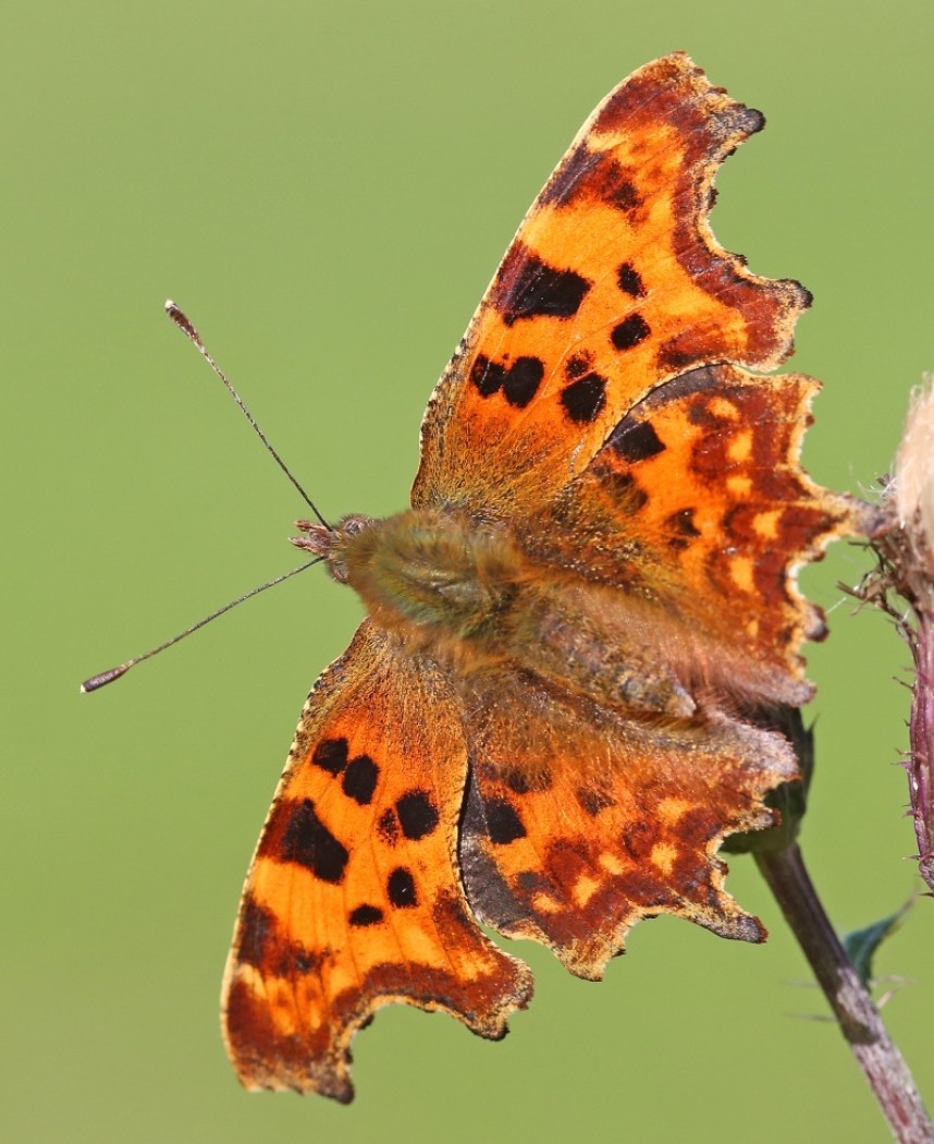 Comma © Dan Lombard