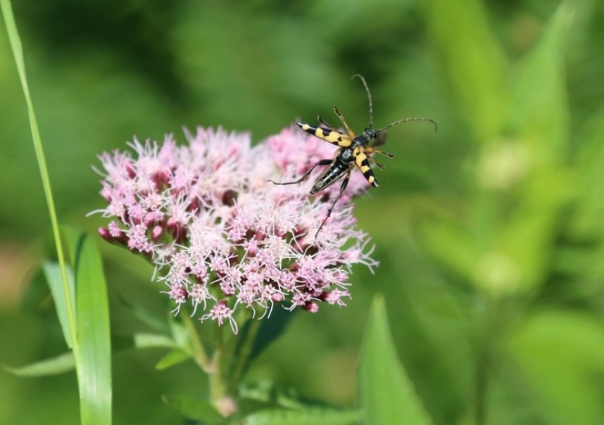 Four-banded Longhorn © Richard Baines
