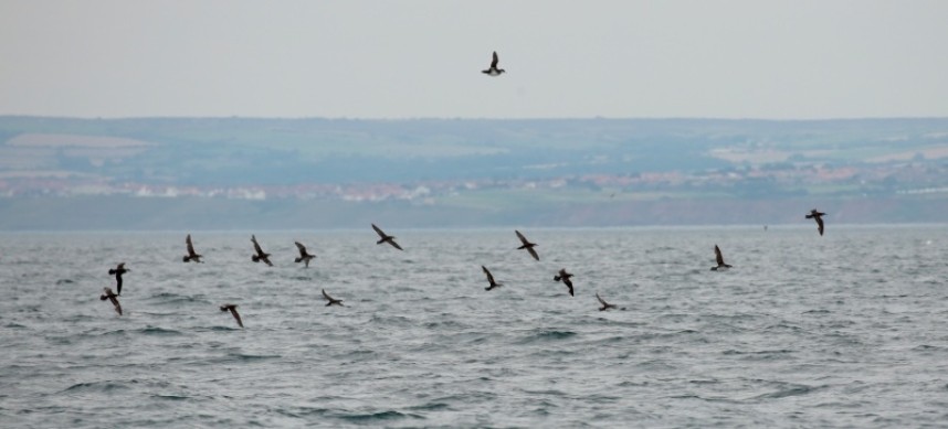 Manx Shearwaters 28-08-18 Staithes © Richard Baines
