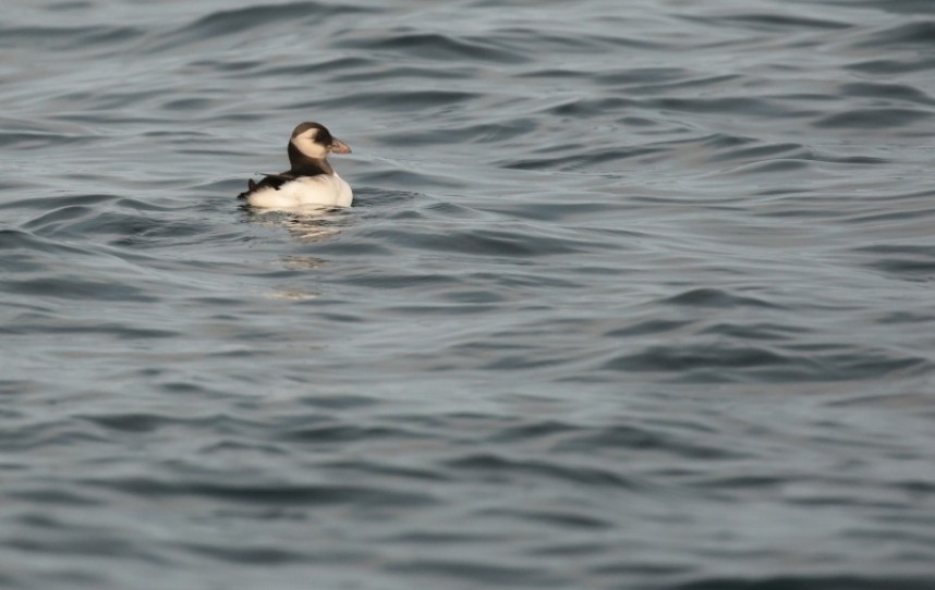 Atlantic Puffin 28-08-18 Staithes © Richard Baines