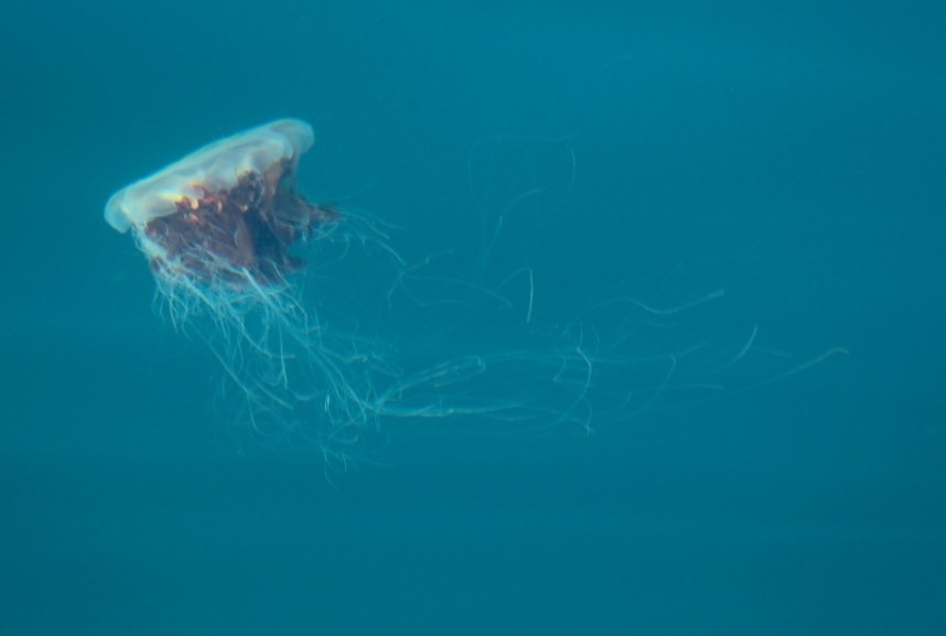 Lions Mane Jellyfish 31-08-18 Staithes © Richard Baines