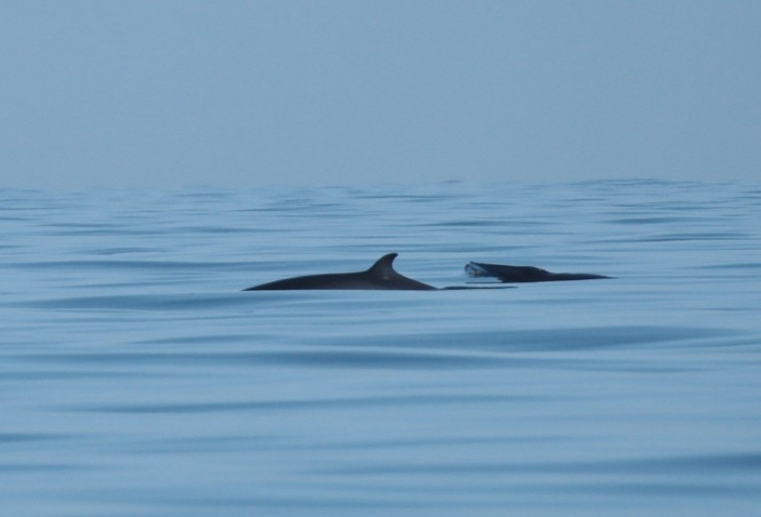 Two Minke Whales 31-08-18 Staithes © Richard Baines