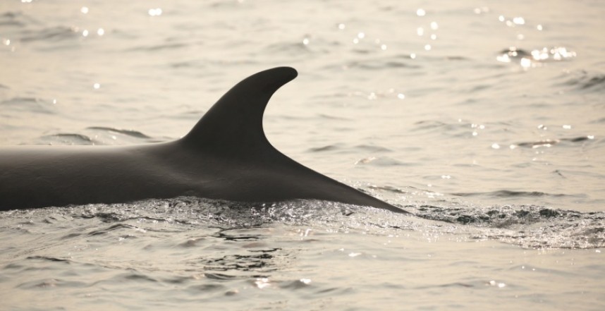 Minke Whale 31-08-18 Staithes © Richard Baines