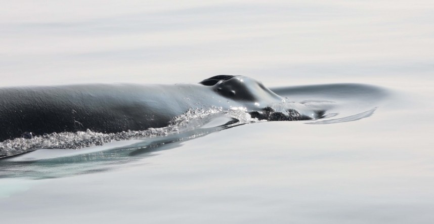 Humpback Whale 8 miles at sea from Whitby 11/09/2014 © Richard Baines