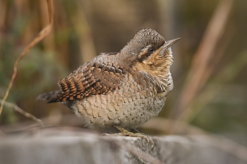  Wryneck at Bempton © Andy Hood