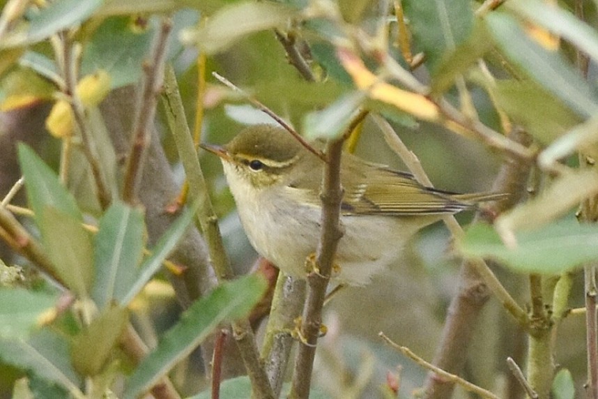 Arctic Warbler at Flamborough © Andy Hood
