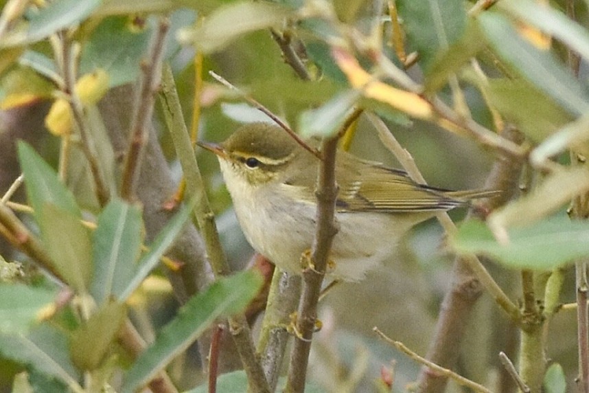  Arctic Warbler at Flamborough © Andy Hood