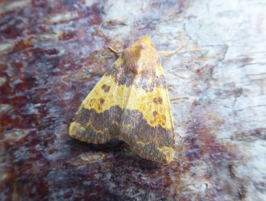 Barred Sallow at Wykeham Causeway © Allan Rodda