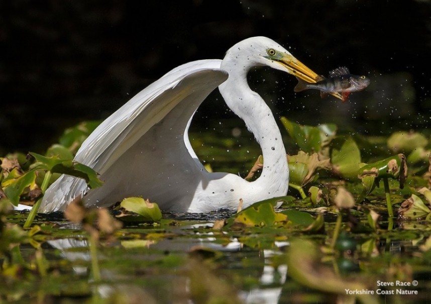 Great Egret at Seamer Mere © Steve Race