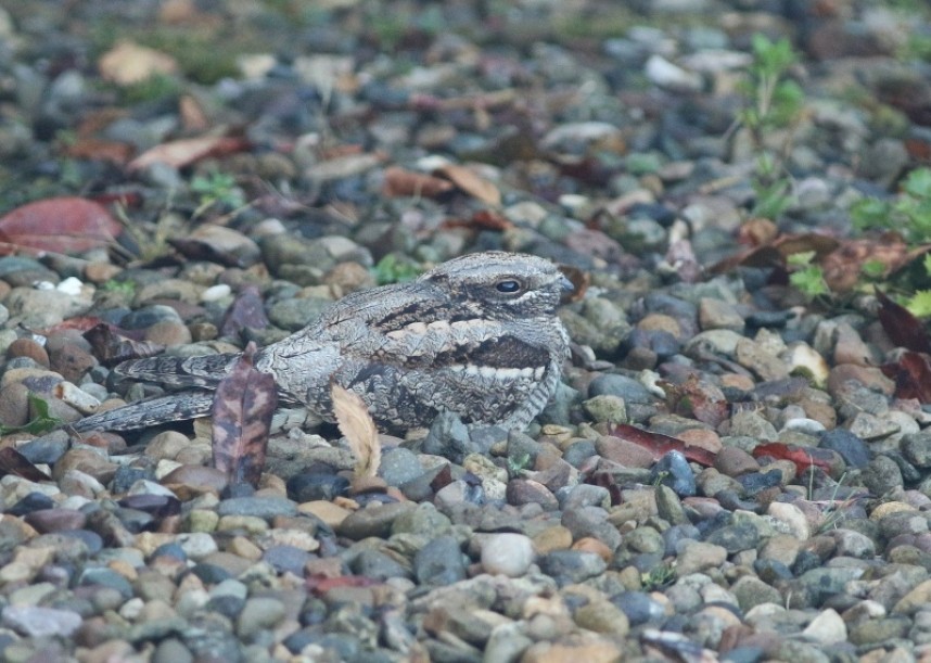 European Nightjar © Mark Pearson
