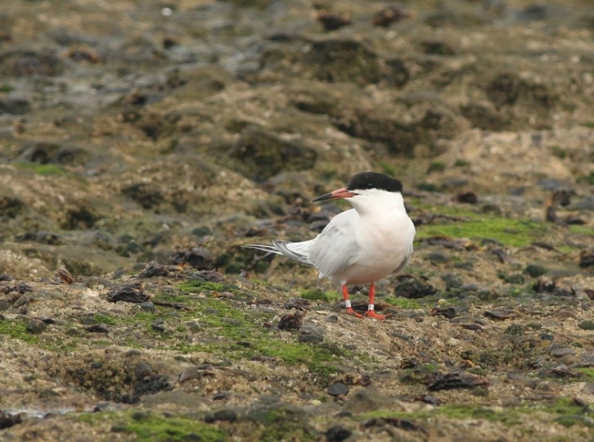 Roseate Tern on Filey Brigg © Mark Pearson