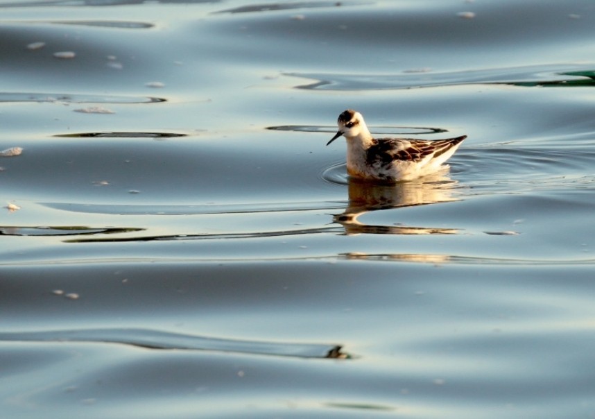 Red-necked Phalarope in Bridlington Harbour © Richard Baines
