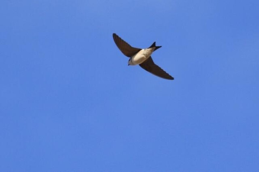  House Martin at Hunmanby Gap © Keith Clarkson